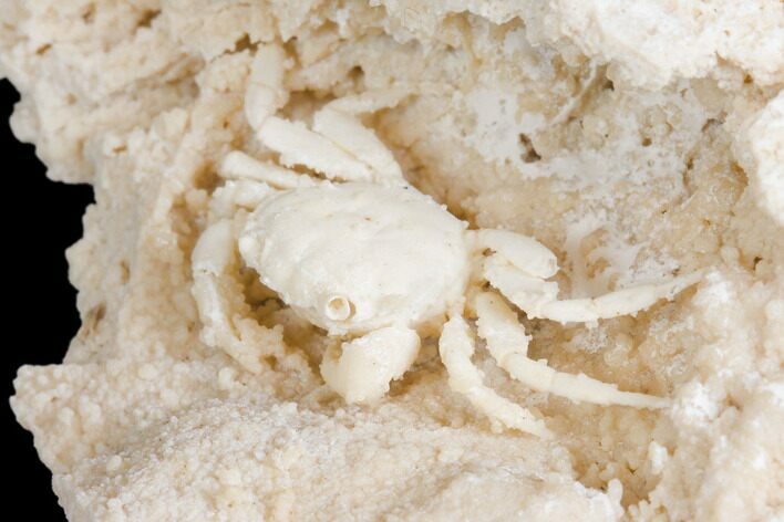 Fossil Crab (Potamon) Preserved in Travertine - Turkey #145050